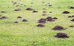 Gophers? Moles? What Should I Do About Them?