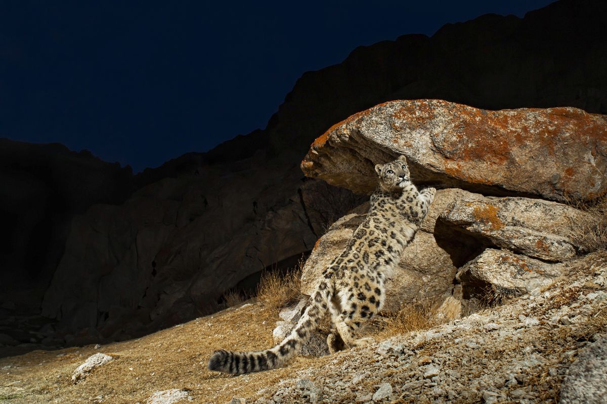 National Geographic Live: Wild Cats Revealed