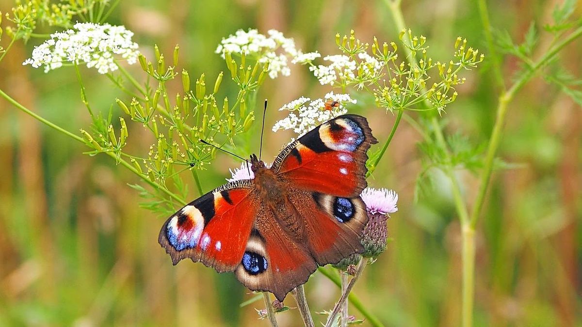 Wildlife Walk of the Blaise Castle Estate