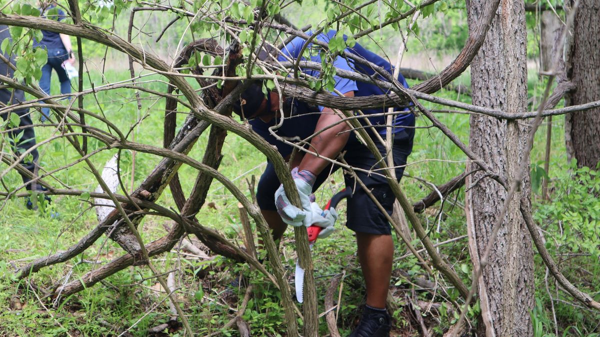 Honeysuckle Hack at Castlewood State Park