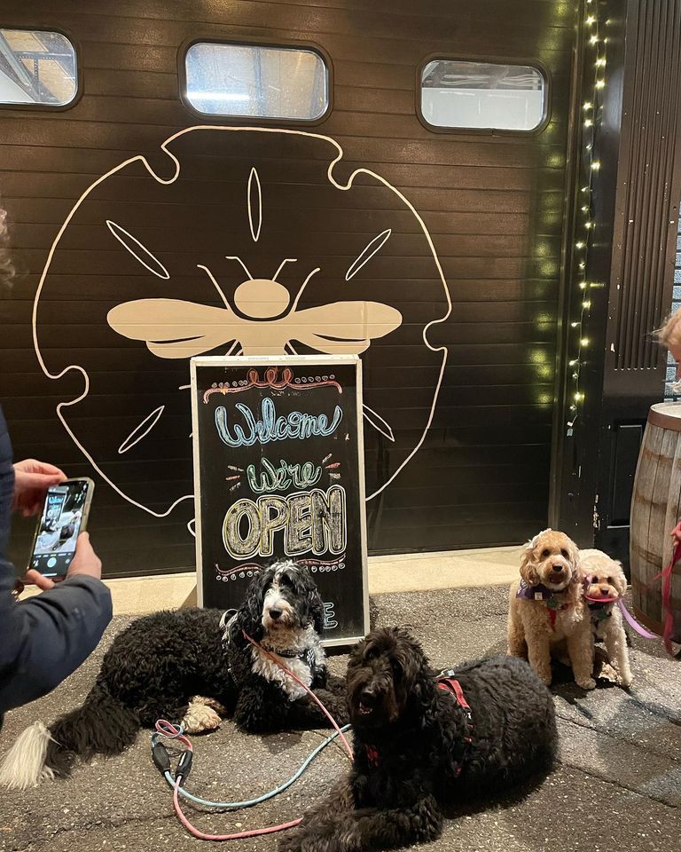 Mead and Greet with Brie and NB Pack Walks at Beach Bee Meadery Long