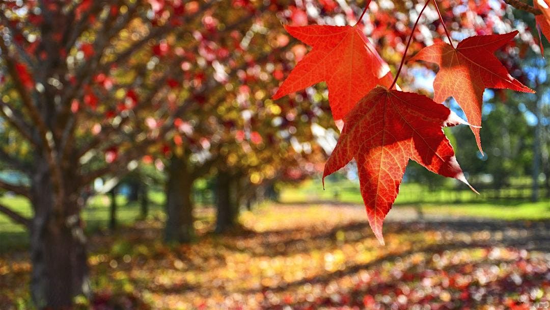 Community Planting Event at Schiller Park