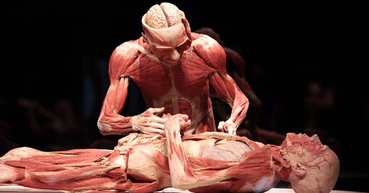 VGK-cultuur: Body Worlds Museumbezoek