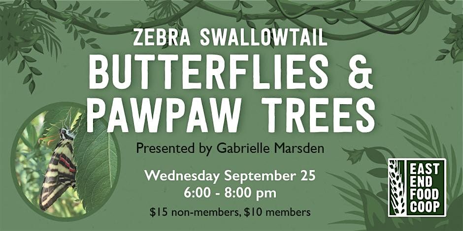 Zebra Swallowtail Butterflies and Pawpaw Trees