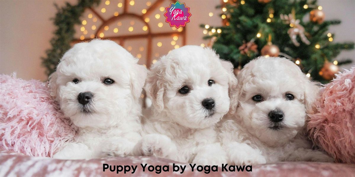 Puppy Yoga (Kids-Friendly) by Yoga Kawa Toronto Bichon Frise