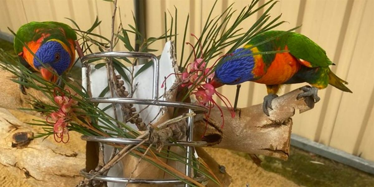 Animal Enrichment Activities