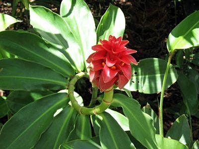 Colorful Perennials for Central Florida, Harry P. Leu Gardens, Orlando ...