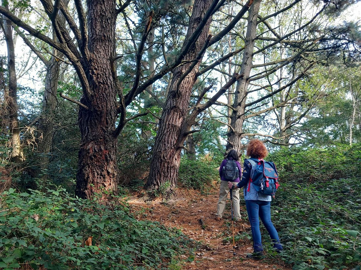 Forest Bathing at Sherborn Crescent Open Space \/ Verity Park