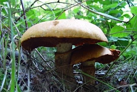 Identifying Fabulous Fungi