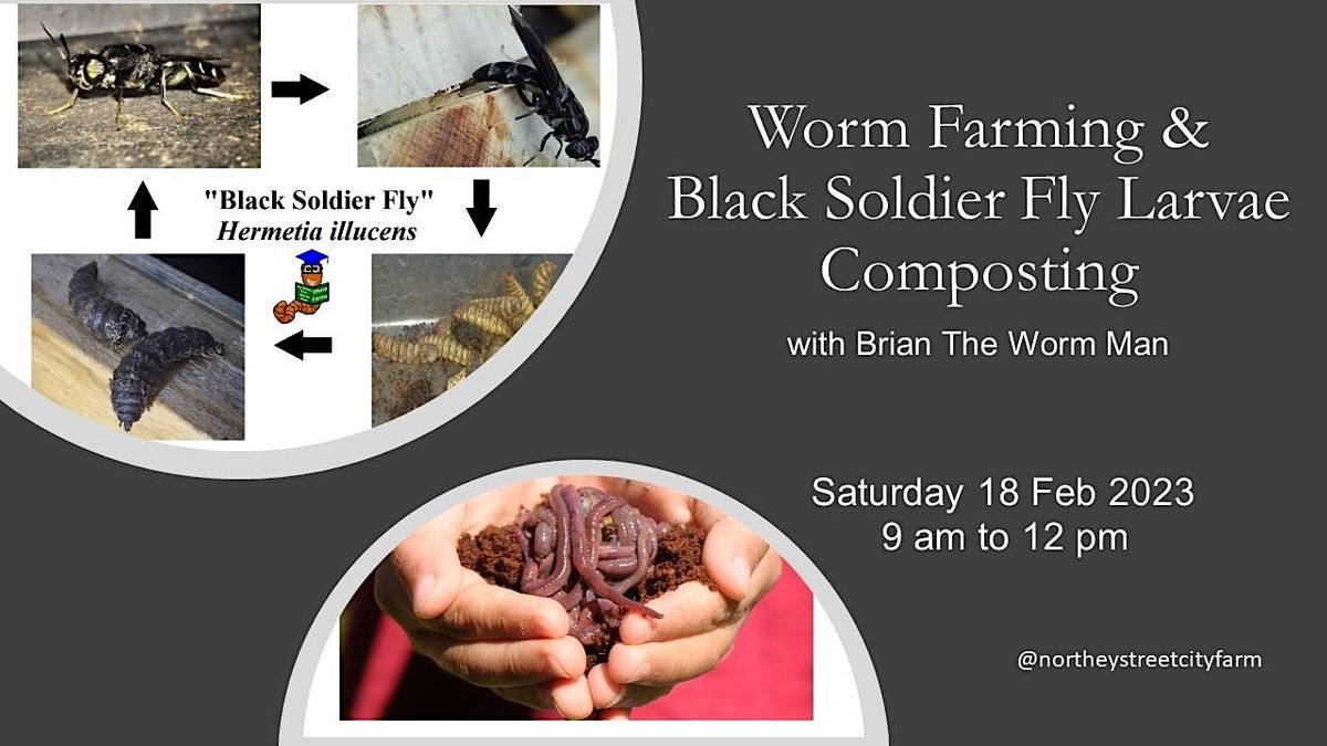 Worm Farming & Black Soldier Fly Larvae Composting, with Brian