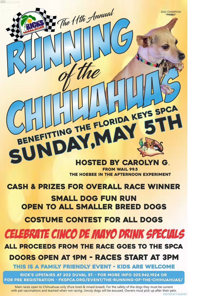 11th Annual Running of the Chihuahuas