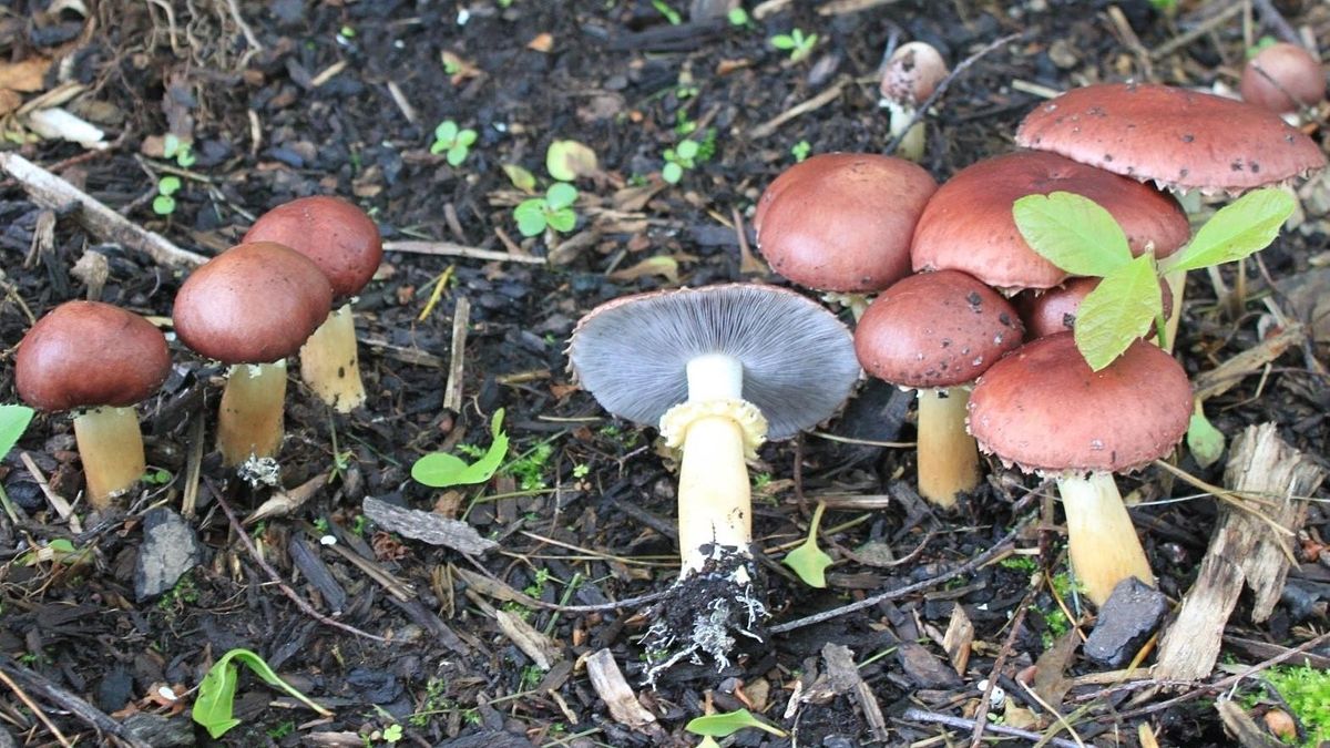 "Basic Mushroom Cultivation" Oklahoma Fungi Education Class