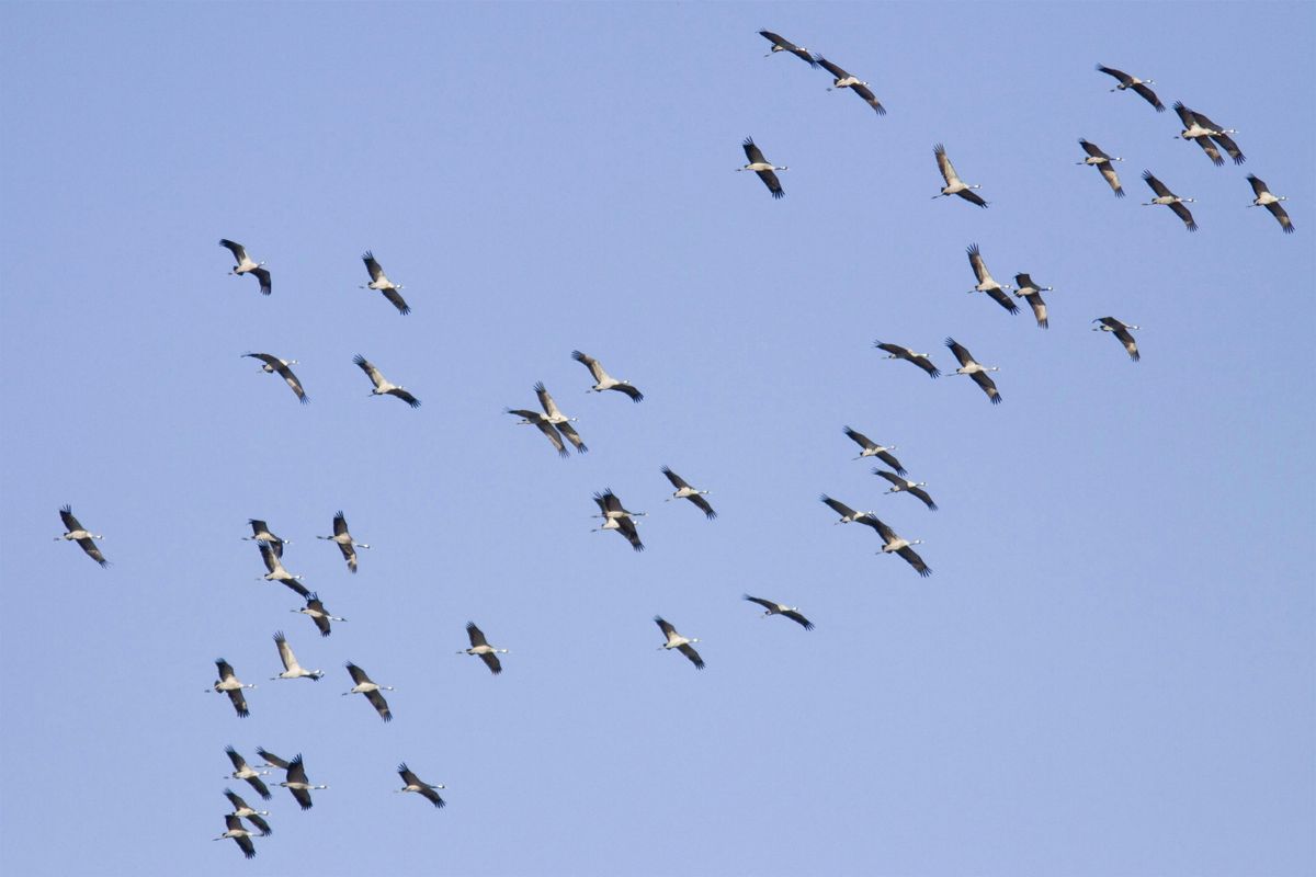 Kijkochtend Trekvogels Aamsveen