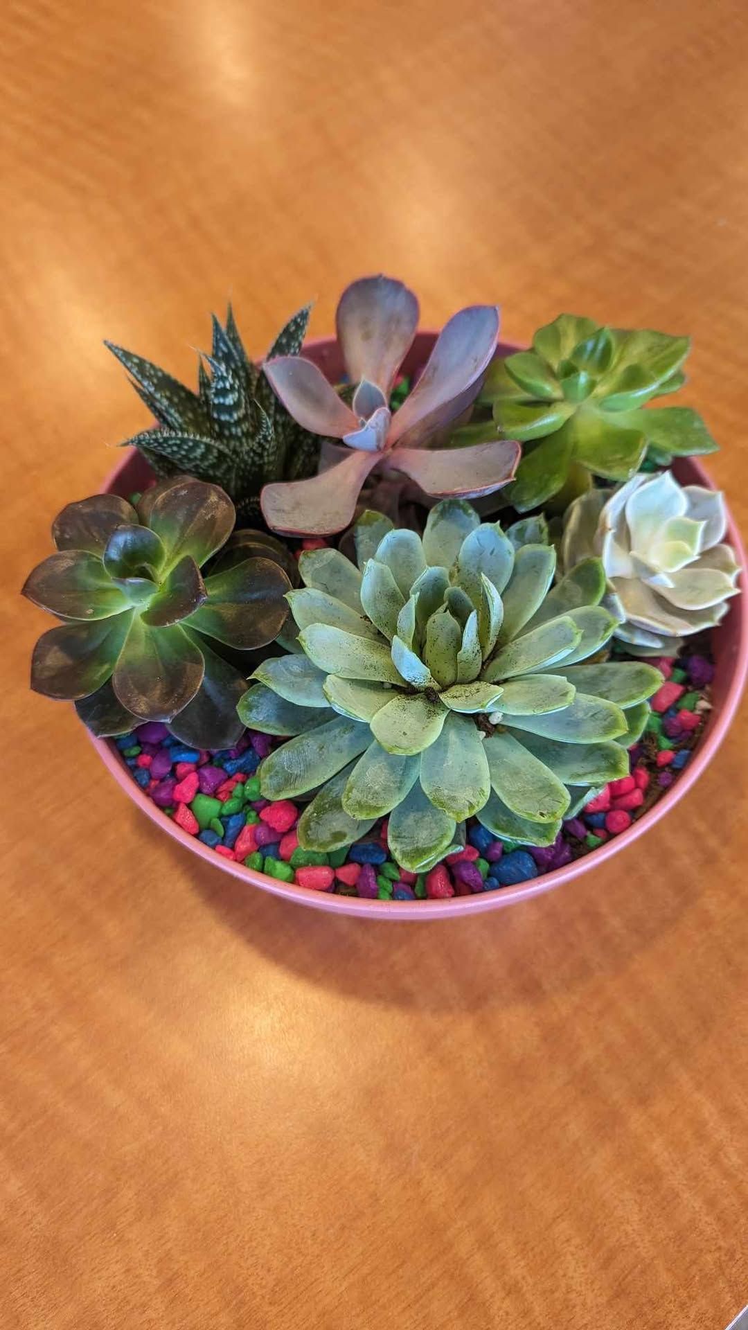 Couple's Succulent Garden Workshop at Werner Books