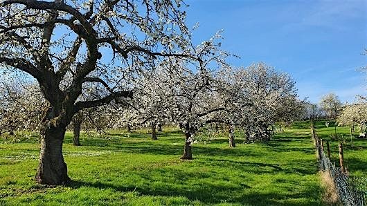 So,27.10.24 Wanderdate Schloss Freudenberg und Kirschbl\u00fcten f\u00fcr 35-55J