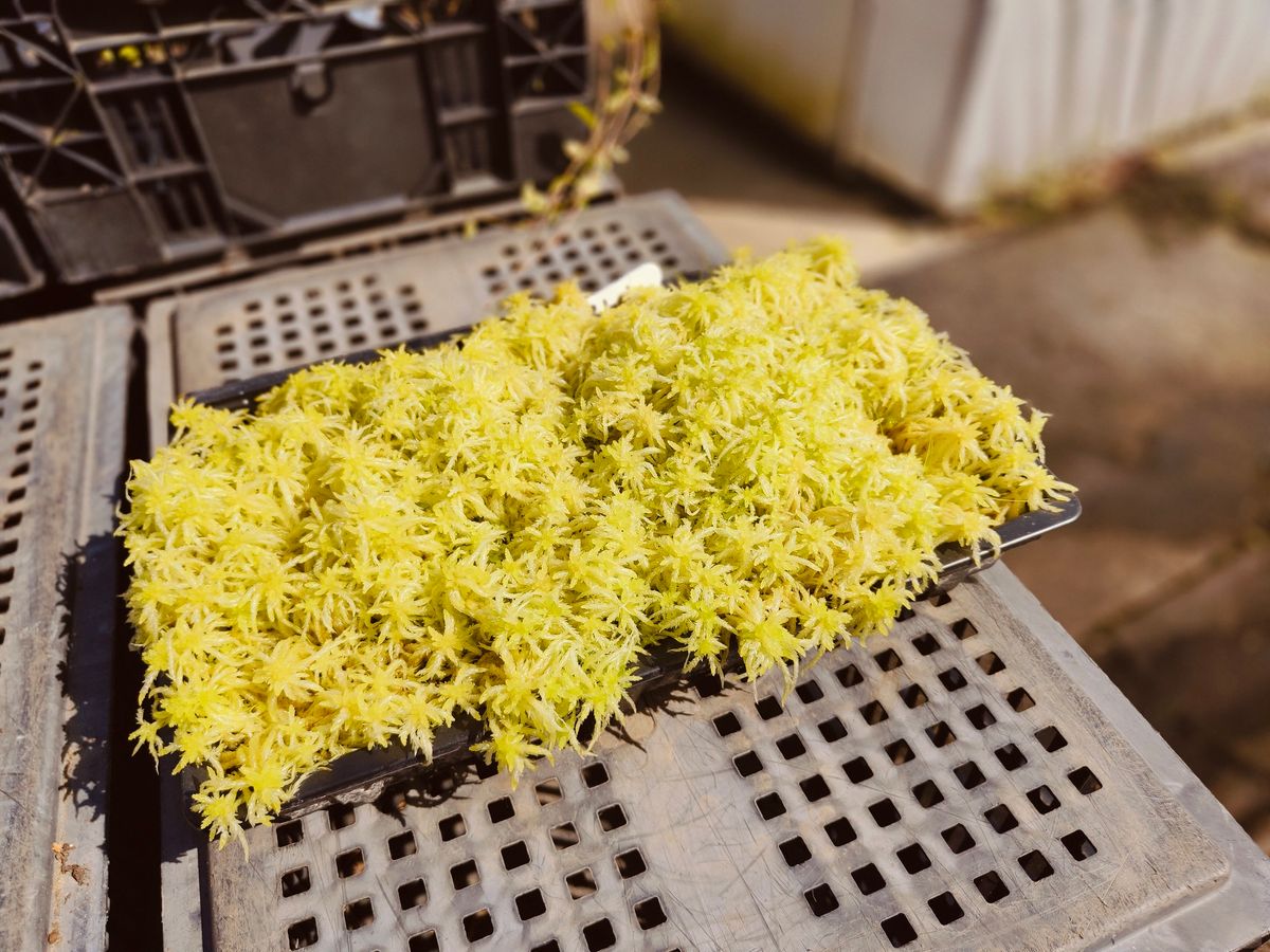 Sphagnum Harvesting Day