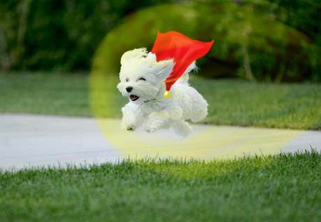 Puppy Power Classes -5 Classes, starting 21 November 