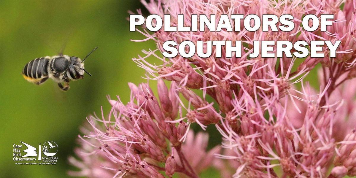Pollinators of South Jersey