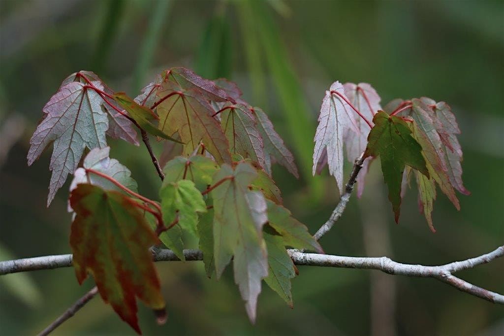 Edible and Medicinal Plants of CREW Bird Rookery Swamp Trails