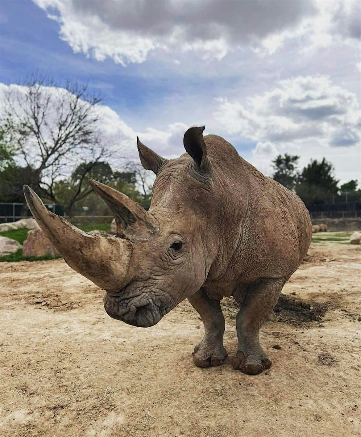 Bowling For Rhinos