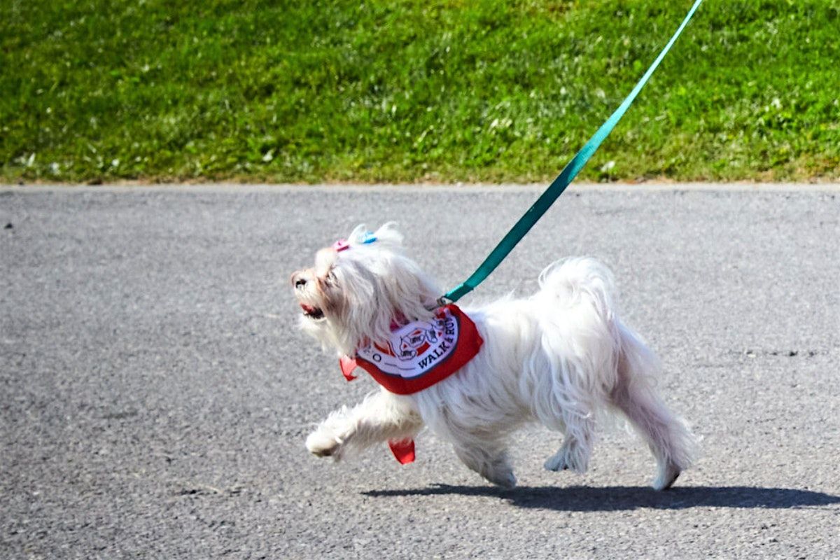 Wiggle Waggle Walk and Run