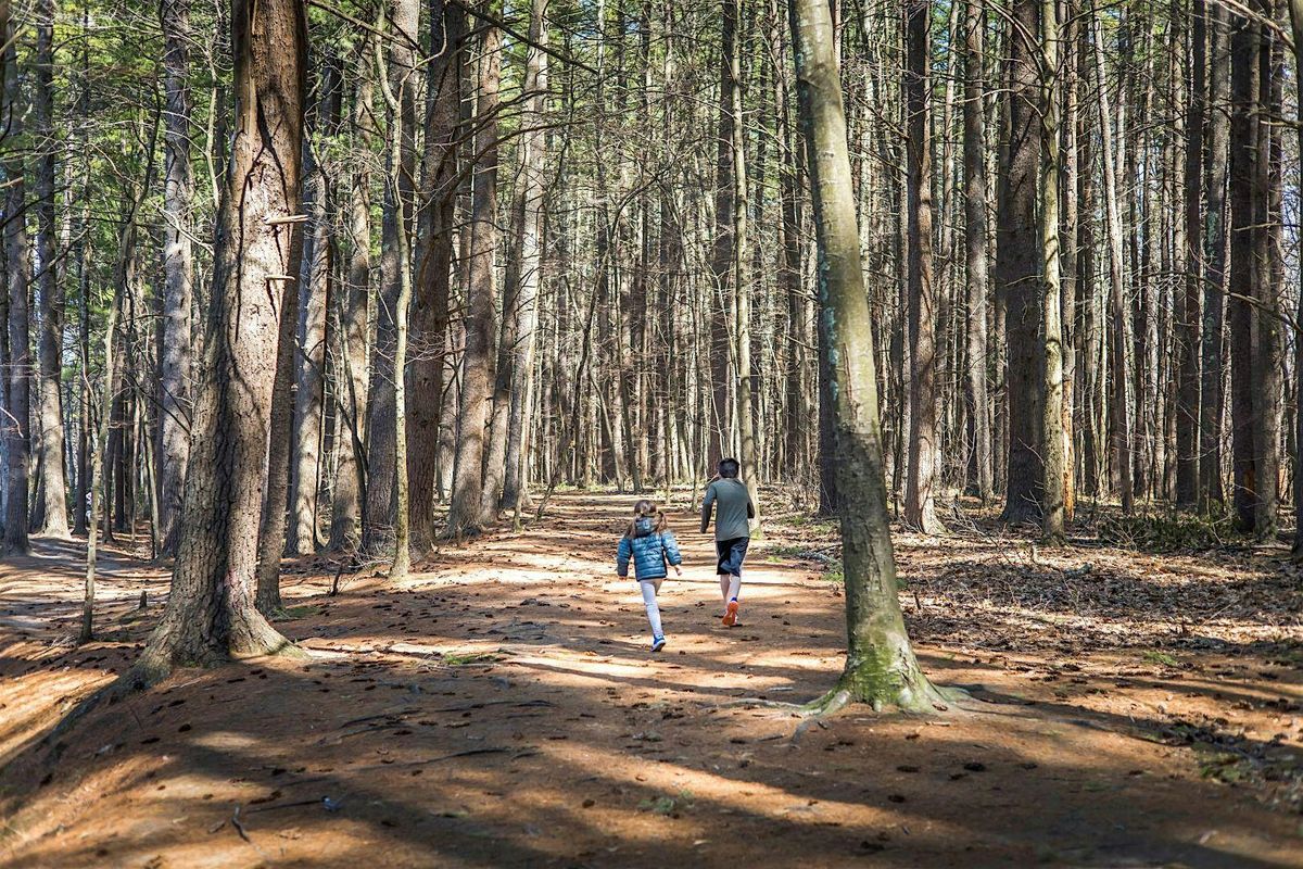 The Forest and Human Health: Talk and Walk (Forest Bathing)