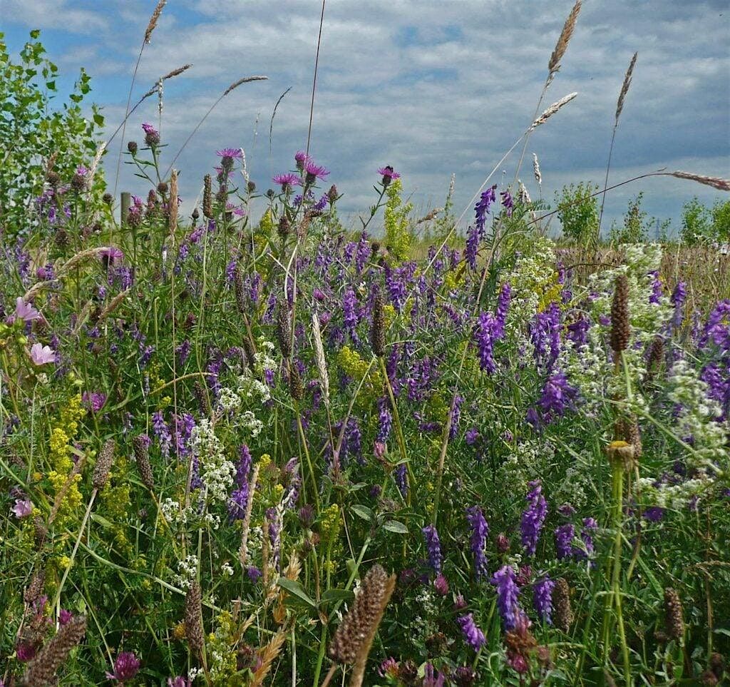 Urban Botany Sessions at Cody Dock