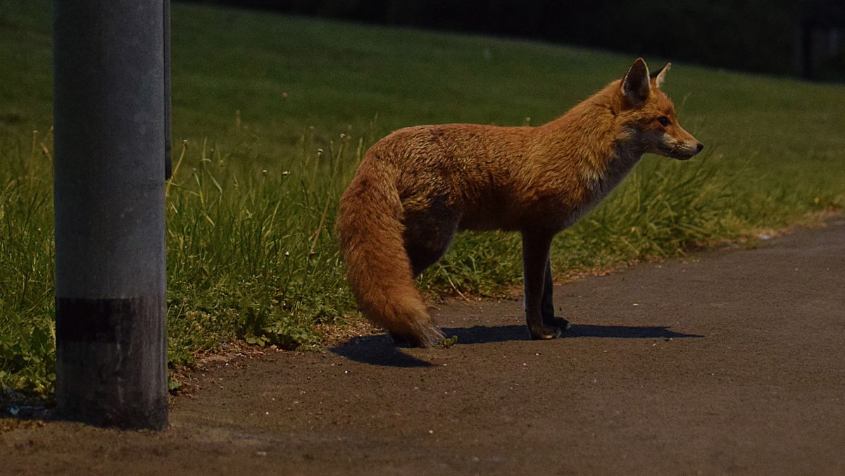 Nocturnal Nature Walk at Pelhams Park