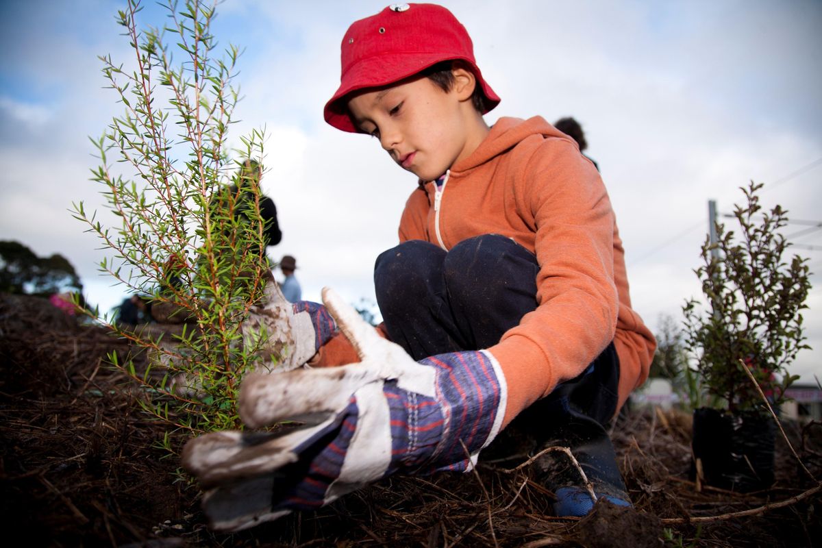 Matariki seed planting