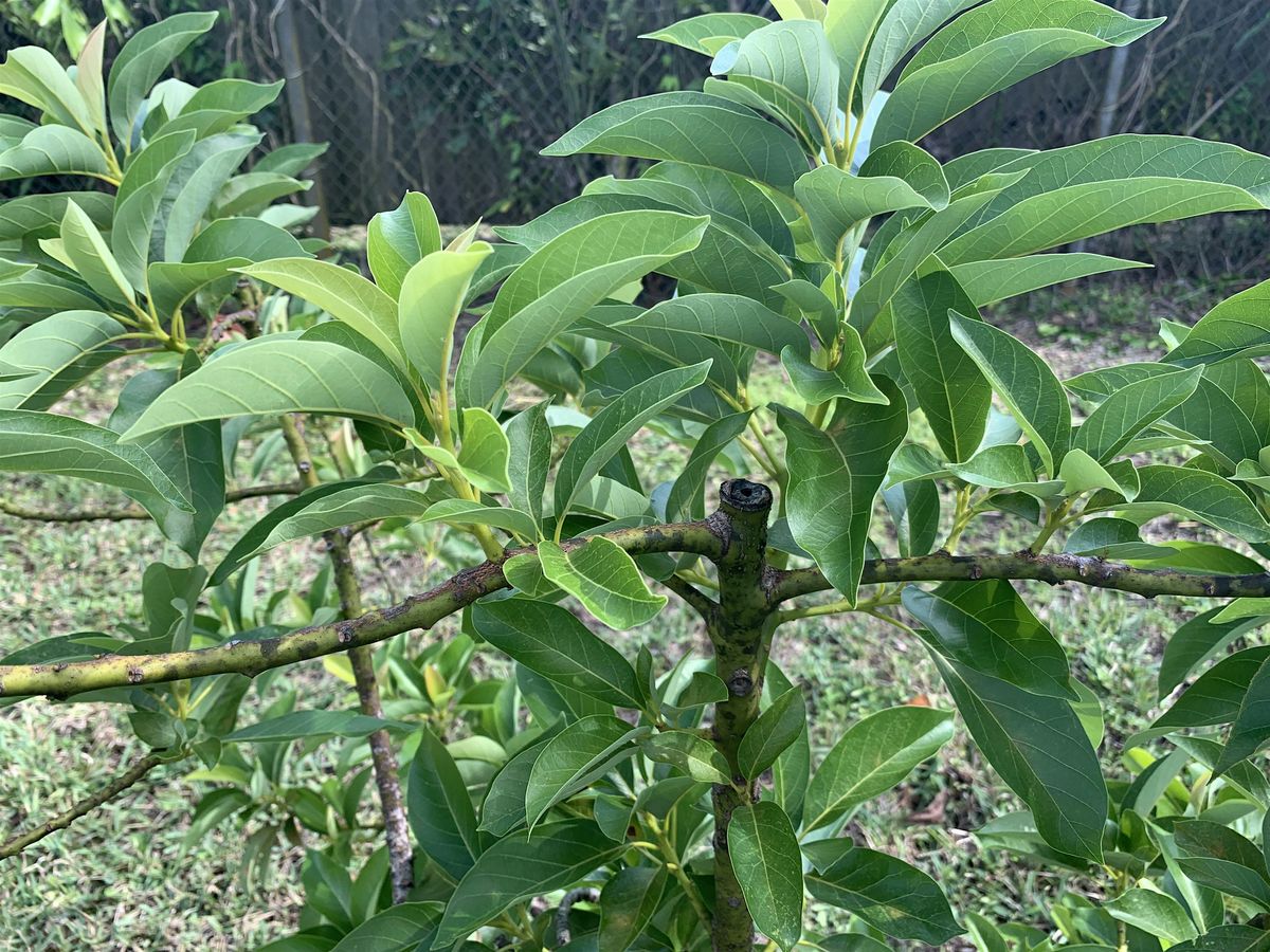 Hands-on Pruning of Tropical Fruit Trees