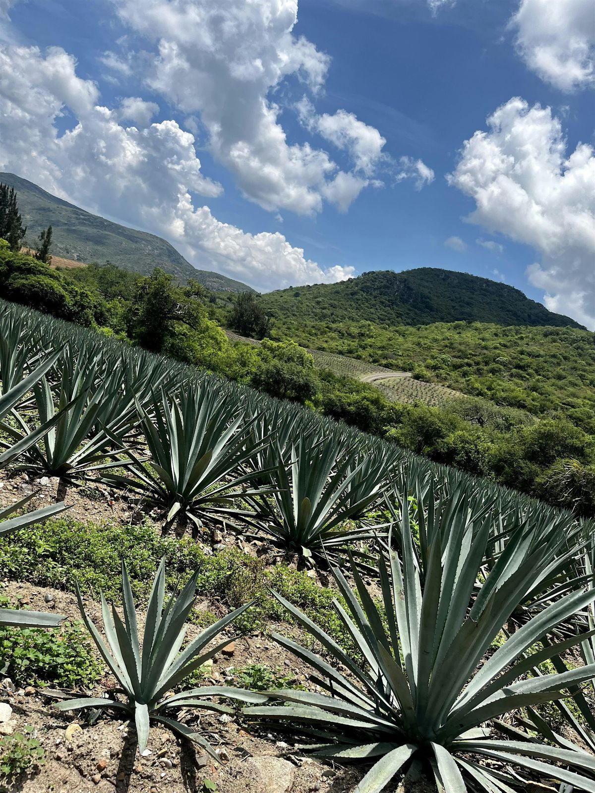 Mezcal Masterclass & Tasting: a Terroir study of the landscape of Oaxaca