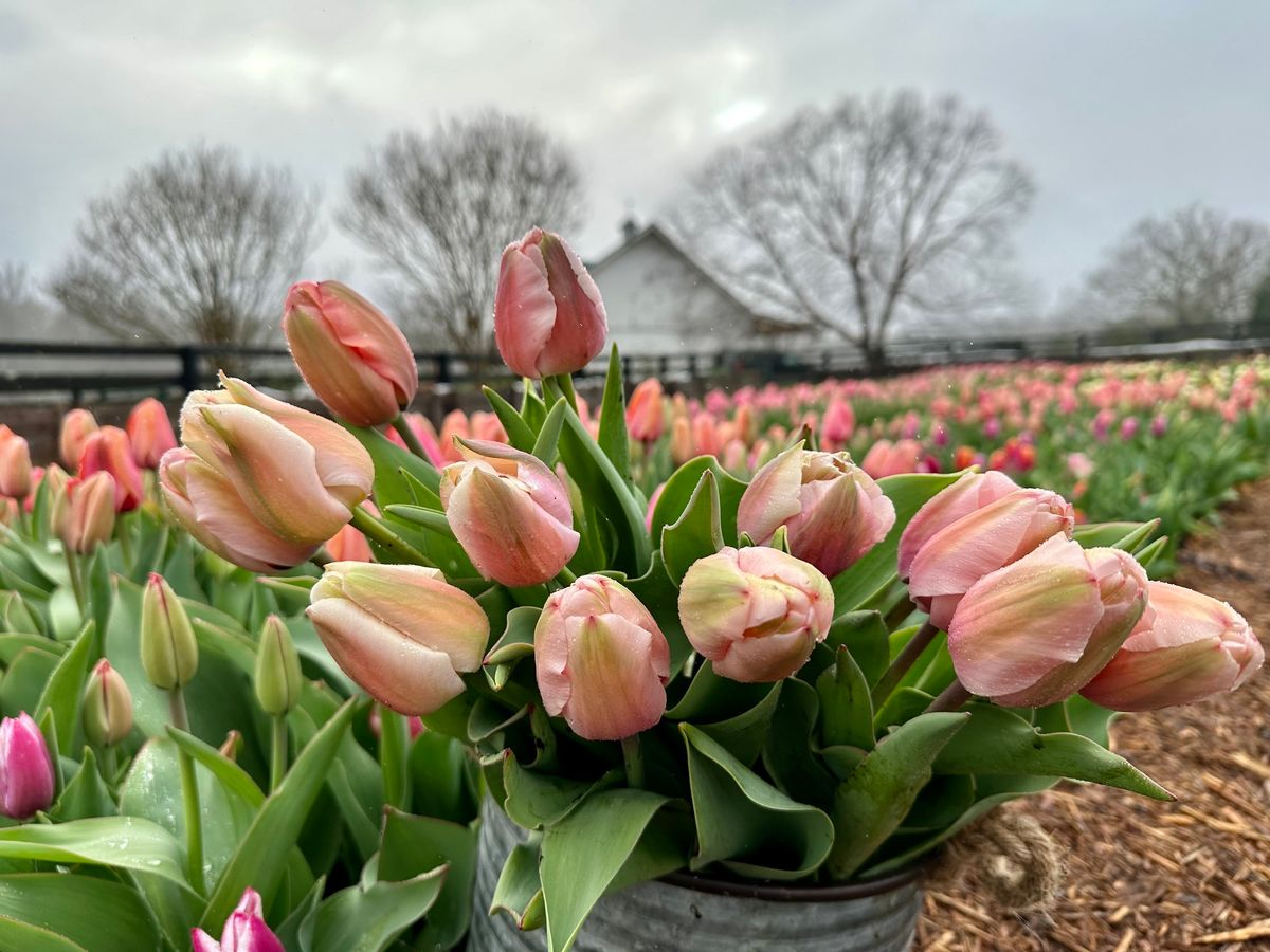 St. Patrick\u2019s Day Tulip U-Pick