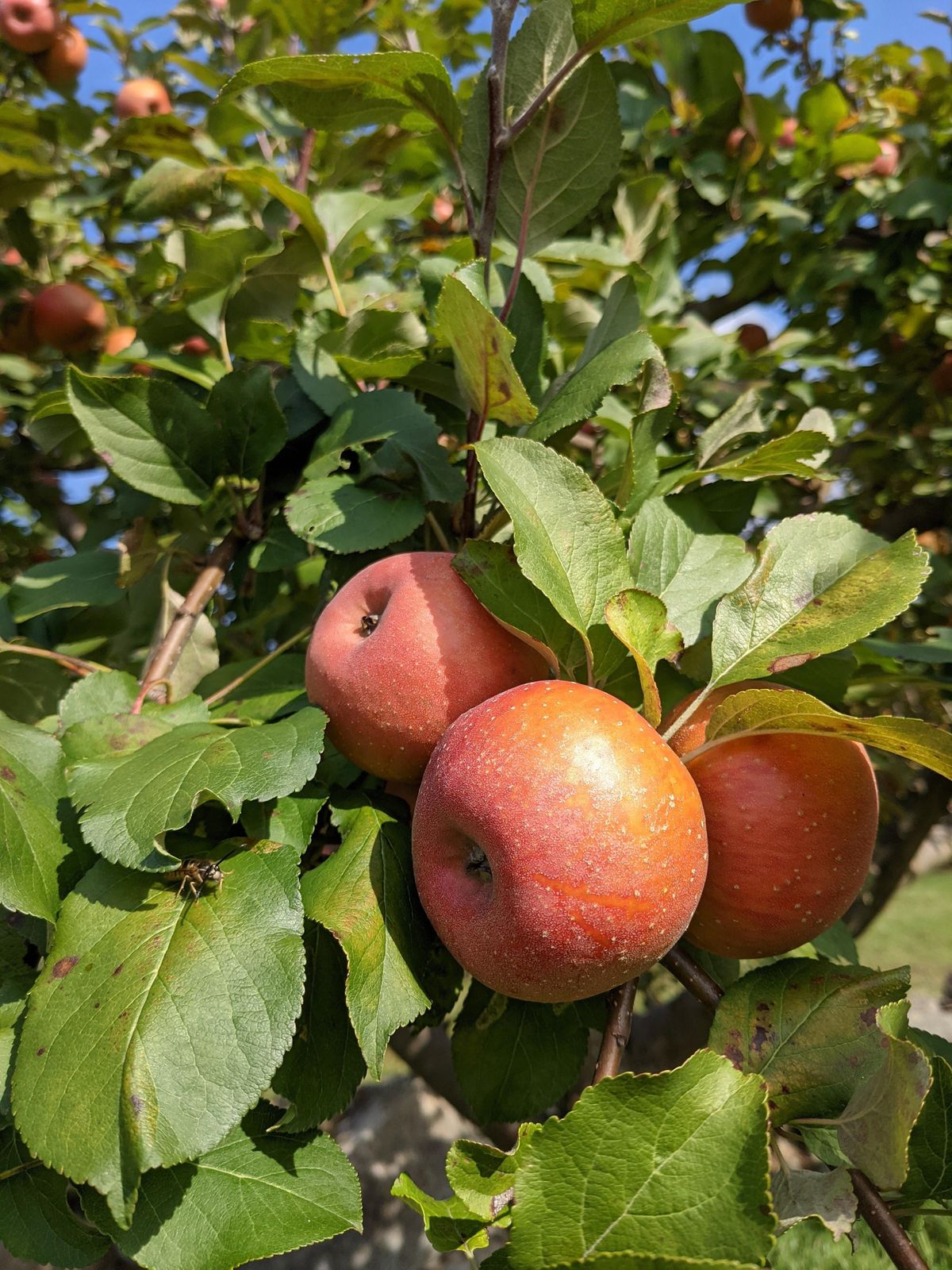 Heirloom Apple Tree Grafting Workshop - Conway