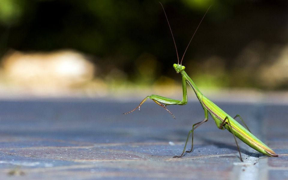 Praying Mantis Tai Chi Fist Seminar with Grandmaster Sin