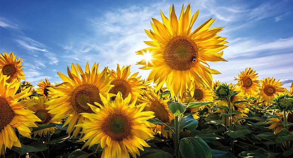 KALBAR SUNFLOWER FESTIVAL - DAY TRIP