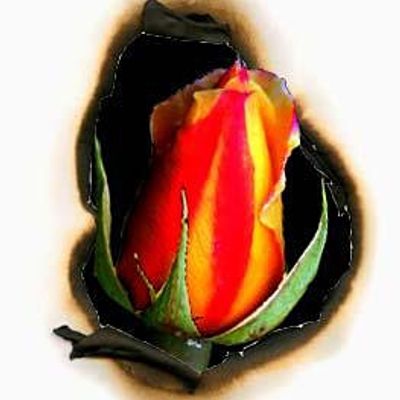 ROSA PHOENIX ART + COACHING