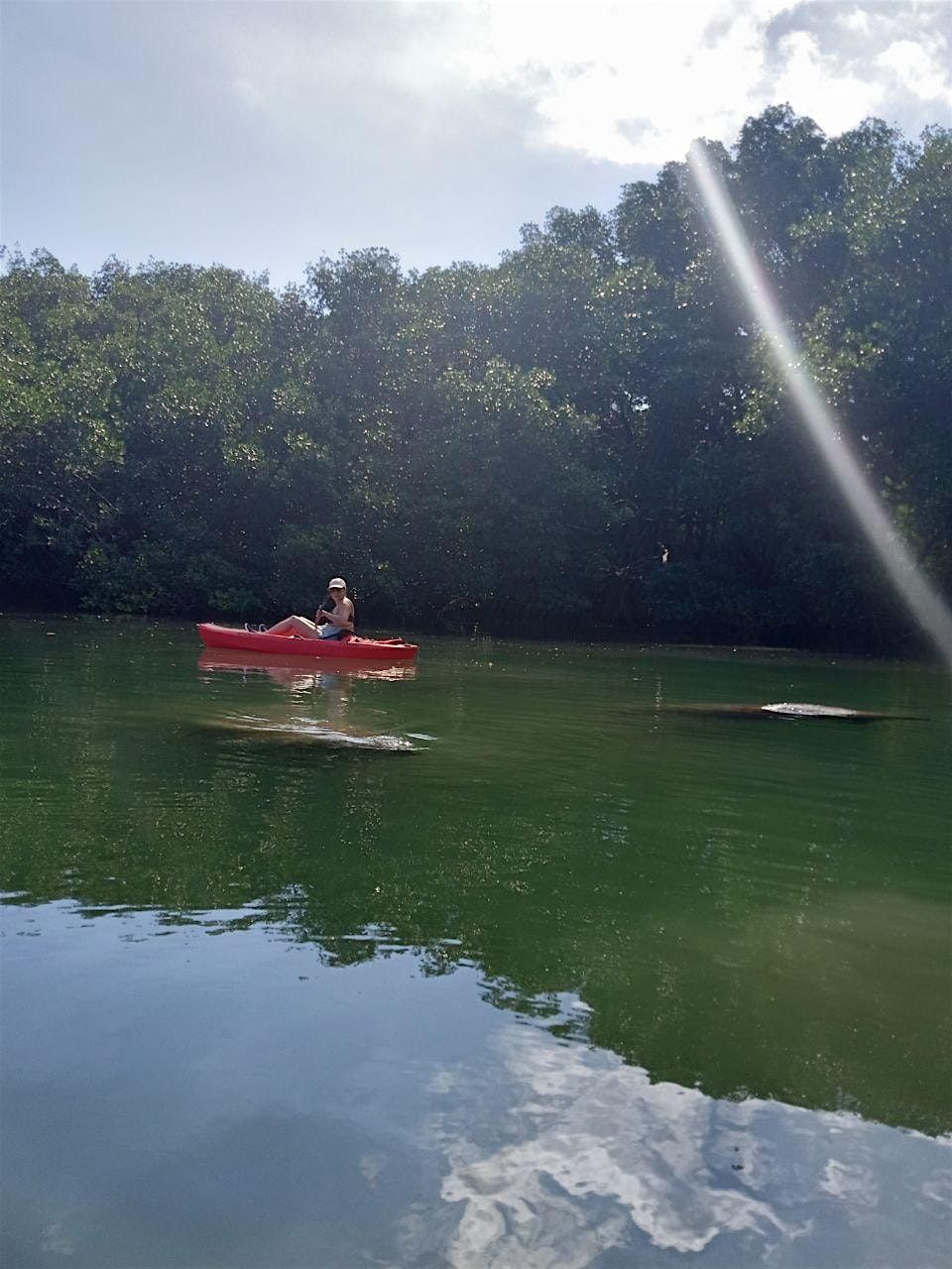 Manatee Season Guided Paddle Tour