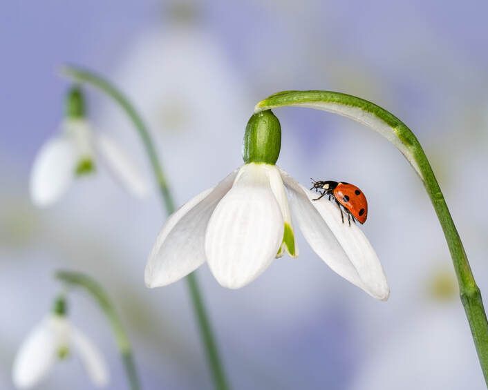 Imbolc Awaken, Refresh & Renew