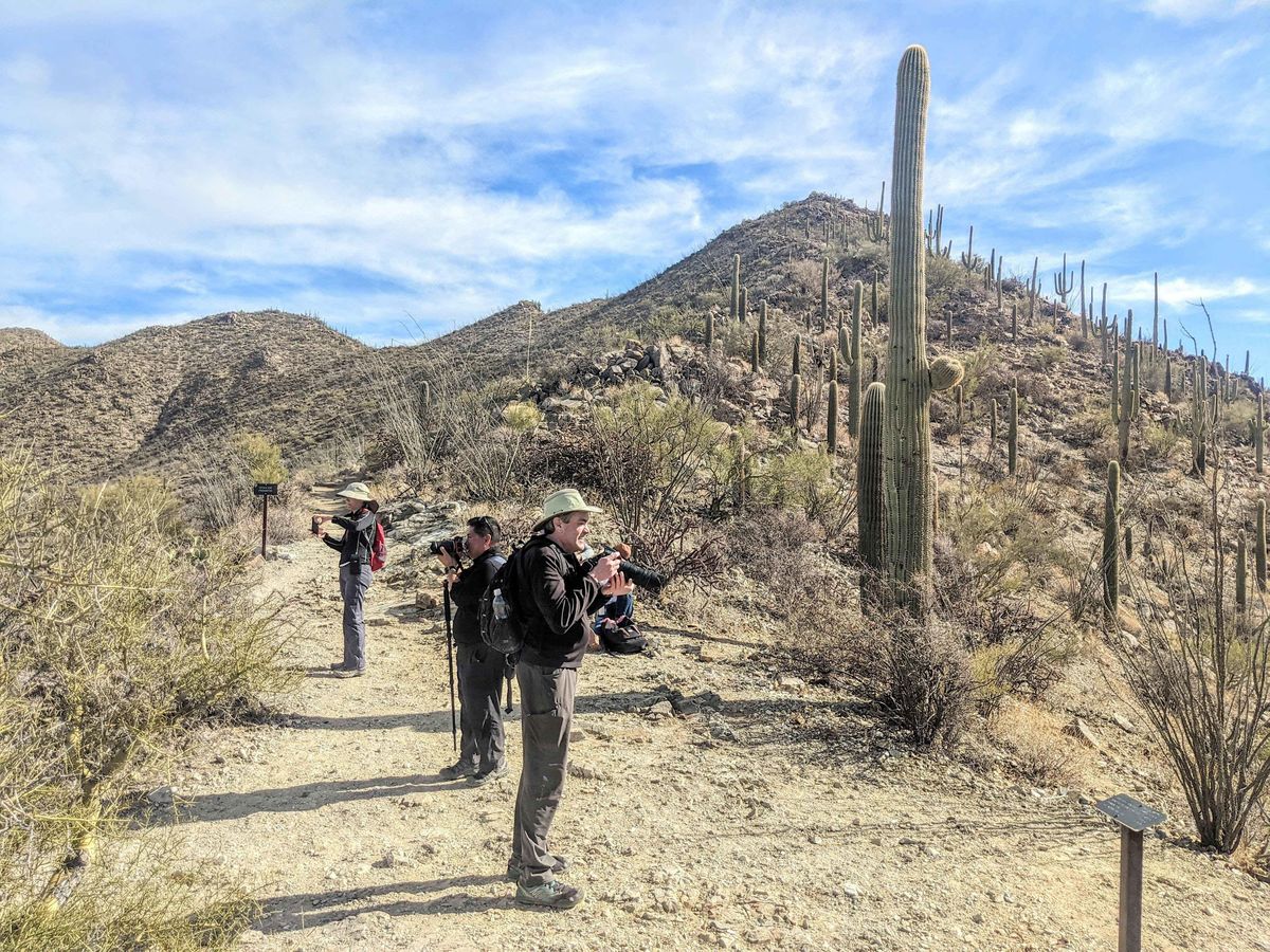 Road-Trip to Saguaros and Petrified Forest National Parks, w\/moderate hikes