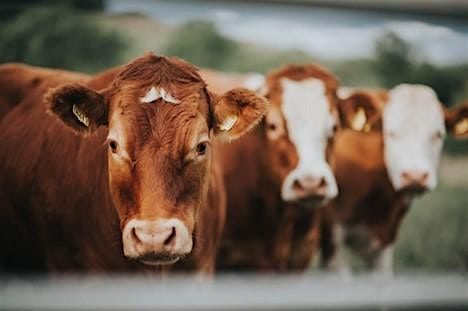 Animal Science  4-H Camp