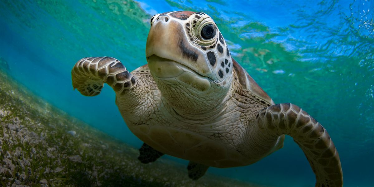 NaturallyGC Kids-Life of Marine Turtles