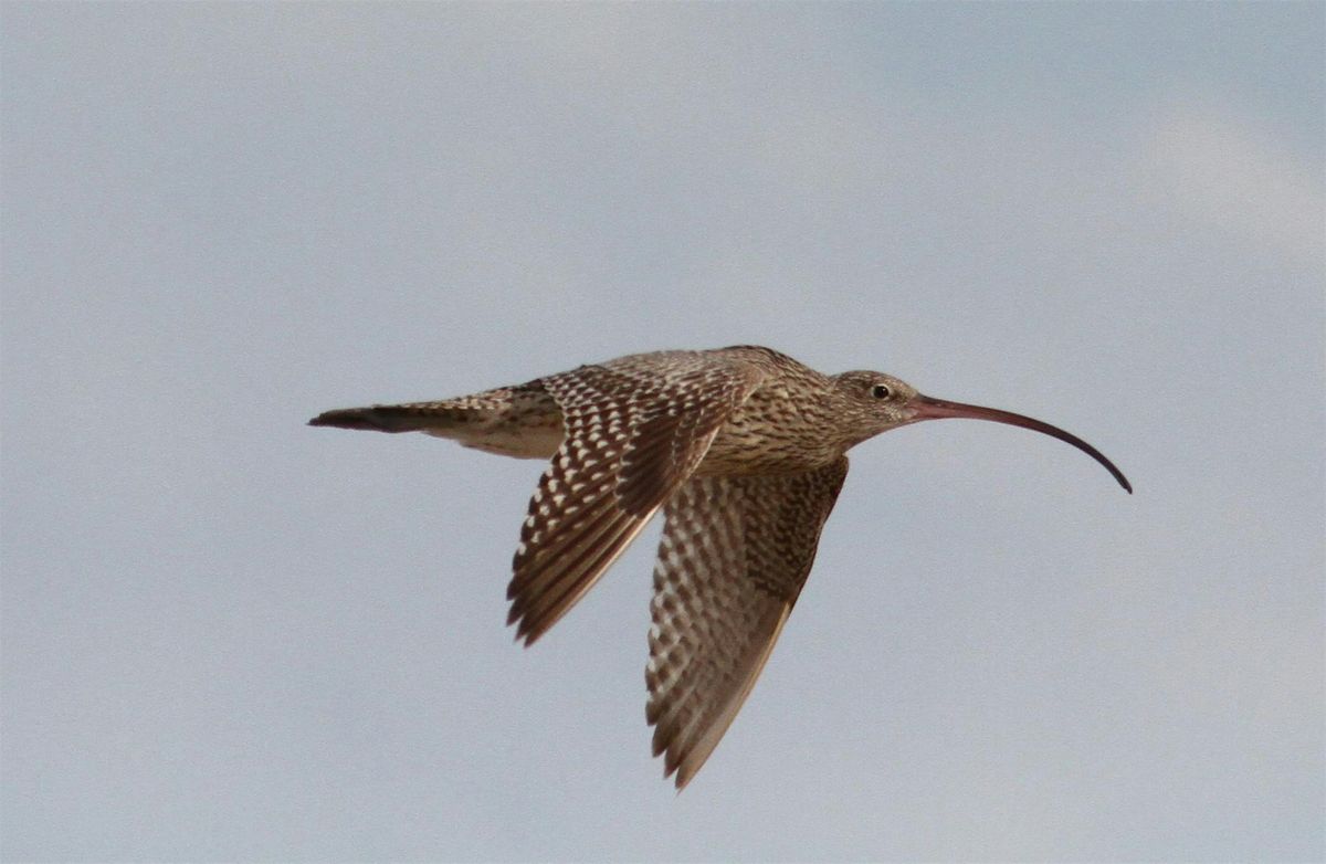 Field Walk | Shorebird Safari