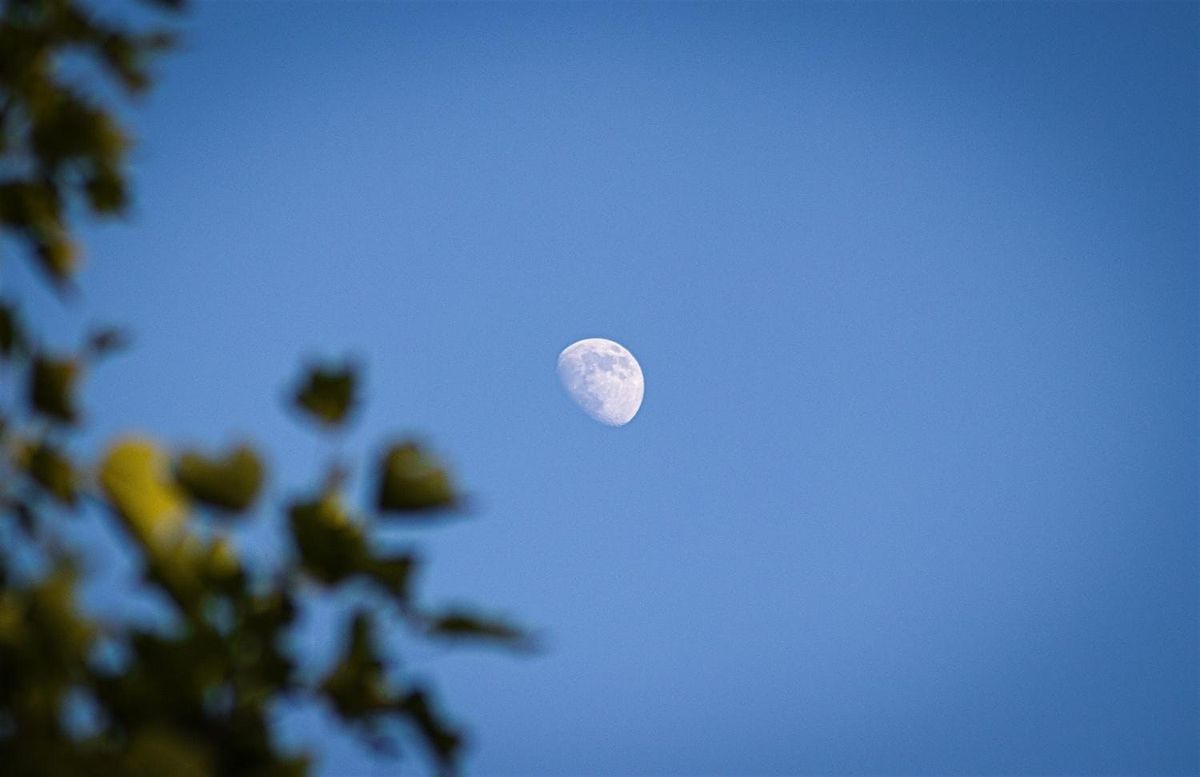 Wild Moon Afternoon