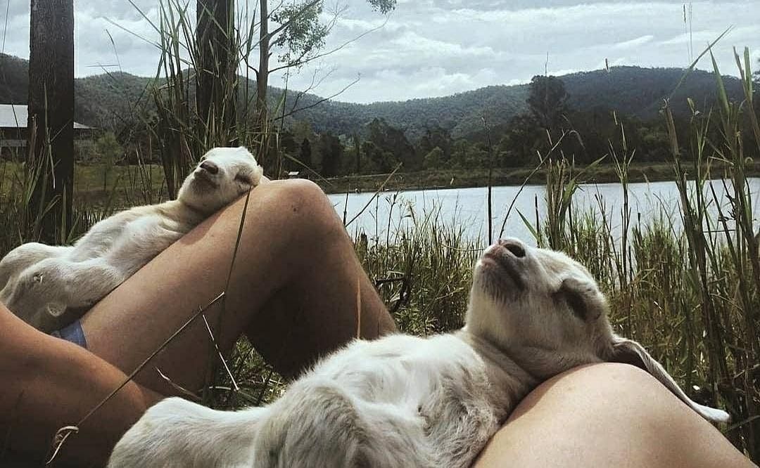 Mini Goat Yoga Class