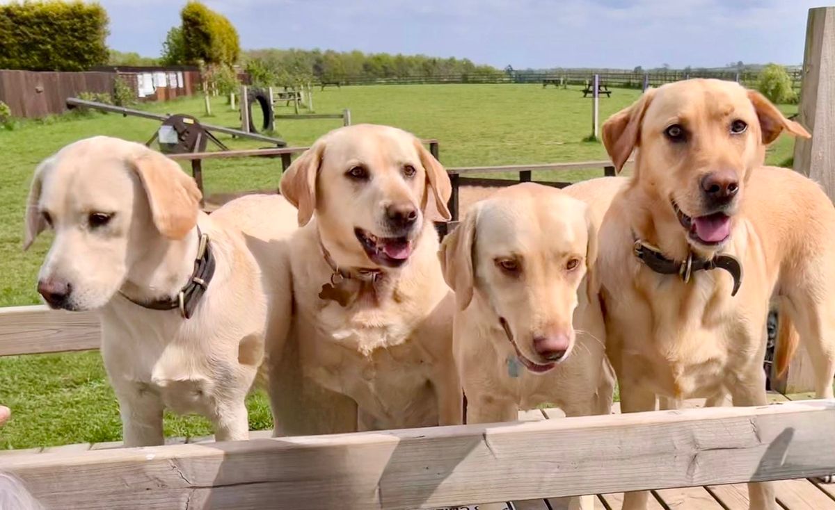 Labrador Meet