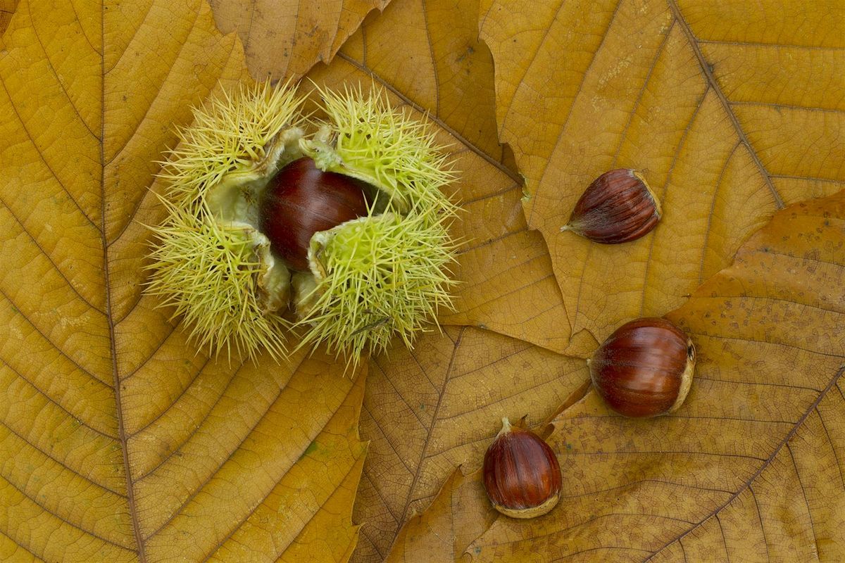 Autumn on the Marshes Photography Course (ECC 2806)