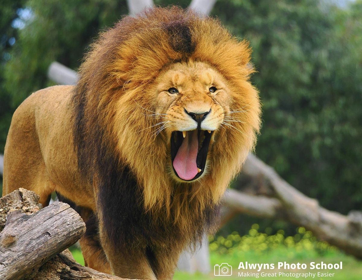 Safari Photography at Werribee Open Range Zoo-Wildlife Photography Course 3