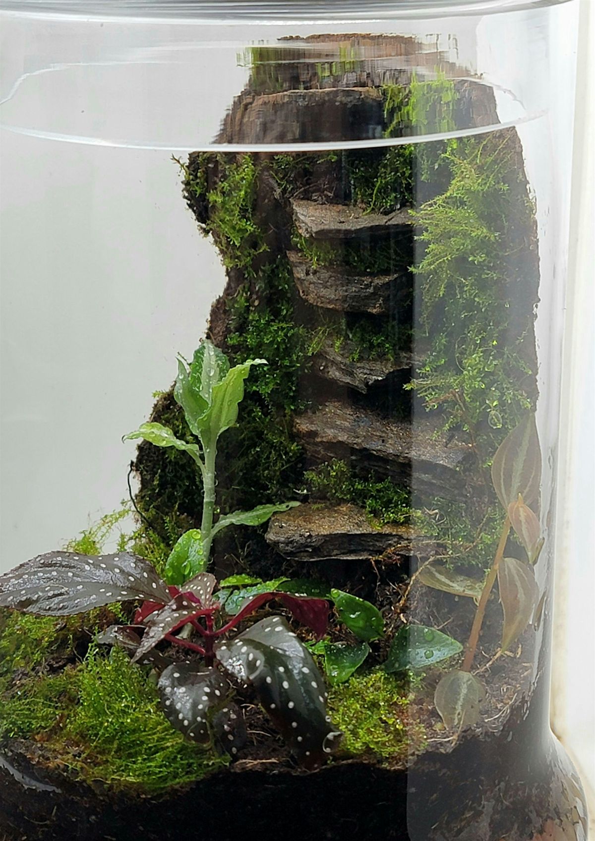 Moss Wall Terrarium Class