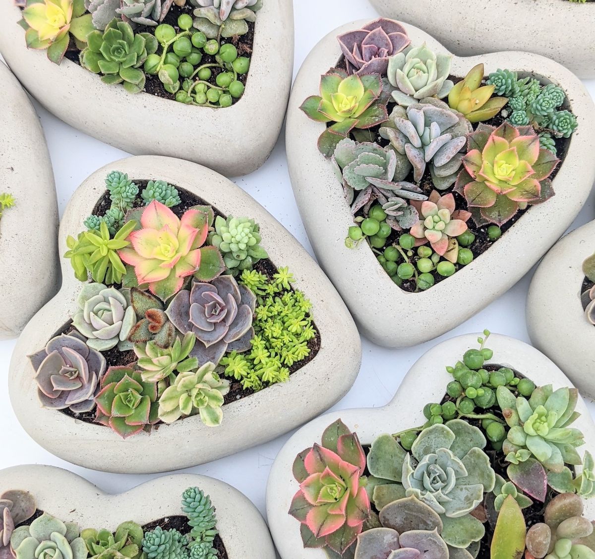 Valentine's Day Succulent Workshop