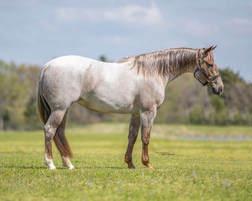 2021 CUDD QUARTER HORSES PRODUCTION & CONSIGNMENT SALE